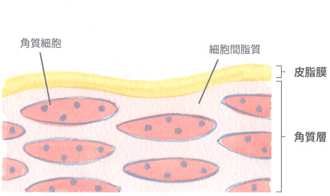 角質6