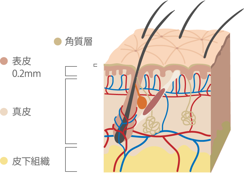 皮膚が薄い 画像